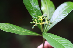 Psychotria flavida